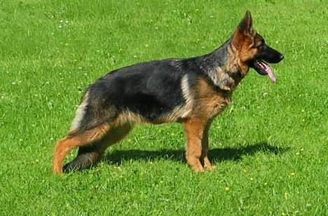 Schæferhund Trillingsgaards Gabi billede 1