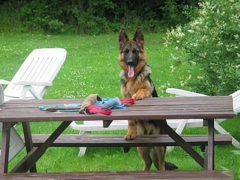 Schæferhund Trillingsgaards Gabi billede 2