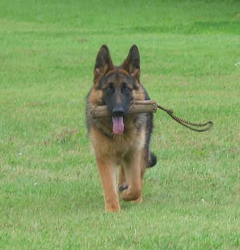 Schæferhund Trillingsgaards Gabi billede 4