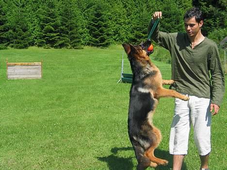Schæferhund Trillingsgaards Gabi billede 5