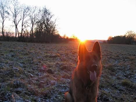 Schæferhund Trillingsgaards Gabi billede 6