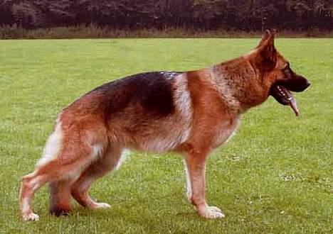 Schæferhund Trilingsgaards Cher billede 1