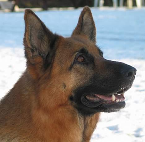 Schæferhund Trilingsgaards Cher billede 2