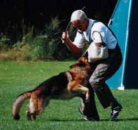 Schæferhund Trilingsgaards Cher billede 4