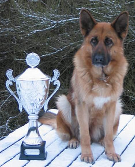 Schæferhund Trilingsgaards Cher billede 5