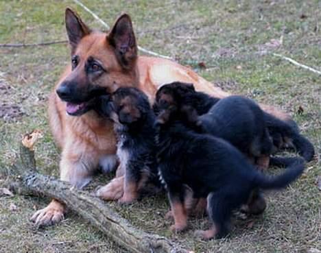 Schæferhund Trilingsgaards Cher billede 6