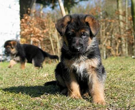 Schæferhund Trillingsgaards Gabi billede 7