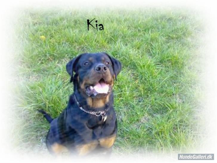 Rottweiler Kia - Er jeg ikke bare dejlig..  billede 1