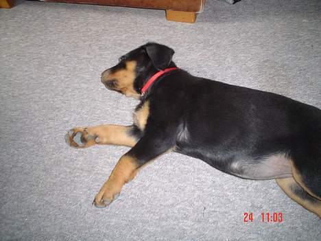 Rottweiler Kia - Det var da jeg var mindre.. billede 2
