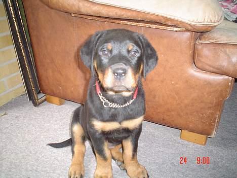 Rottweiler Kia billede 3