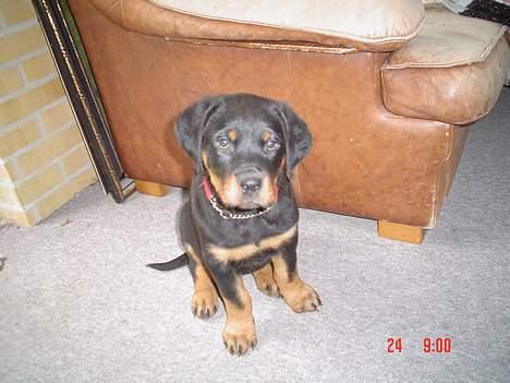 Rottweiler Kia - Er jeg ikke bare dejlig. det var også da jeg var mindre.. billede 4