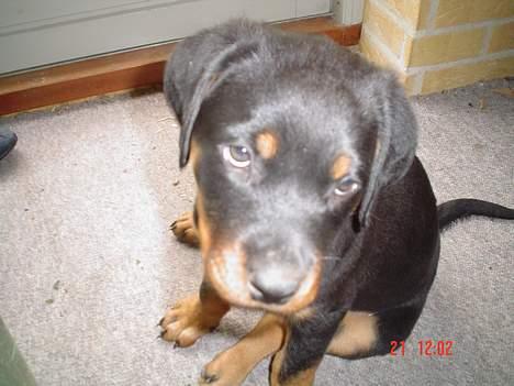 Rottweiler Kia billede 5