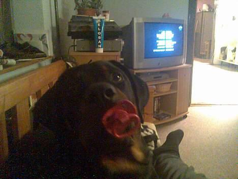 Rottweiler Kia - Var på stranden og fandt denne, den kan jeg godt li.. min sut billede 6