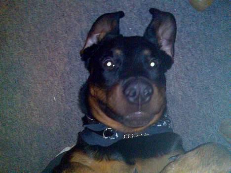 Rottweiler Kia billede 7