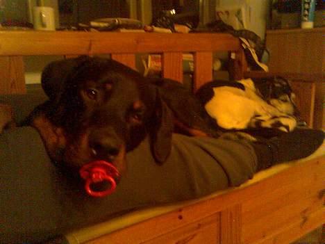 Rottweiler Kia billede 8