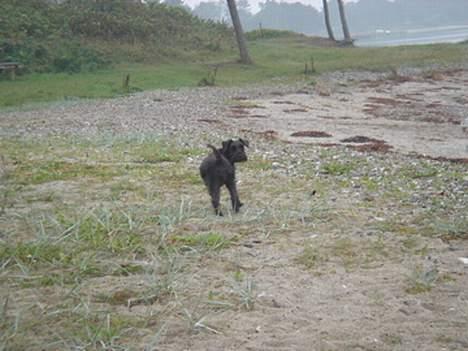 Dvaergschnauzer Bolette<3*død* rip. - Kommer i? billede 8