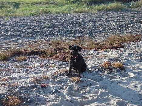 Dvaergschnauzer Bolette<3*død* rip. - Her sidder jeg så! <3 billede 9