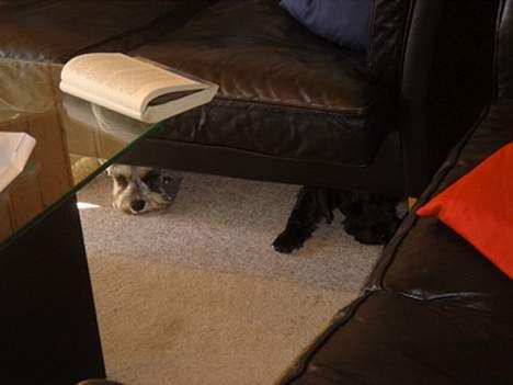 Dvaergschnauzer Bolette<3*død* rip. - Så er det sovetid! (ligger her inde når Rebecca, 6, løøber rundt!) ;-) <3 billede 10