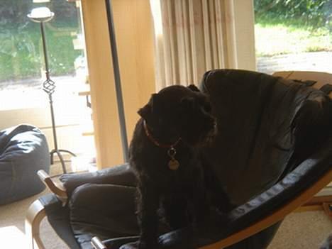 Dvaergschnauzer Bolette<3*død* rip. - Haha, jeg sidder i stolen! Det må jeg faktisk ikke.. :o  billede 11