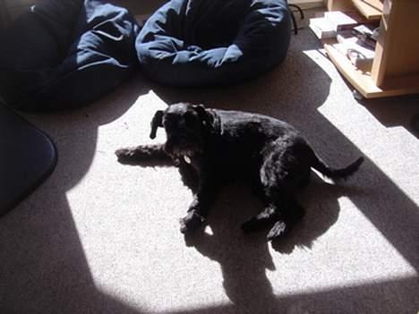 Dvaergschnauzer Bolette<3*død* rip. - kommer du over og aer mig? billede 12