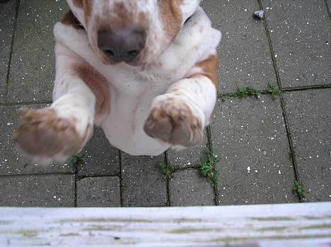 Basset hound ¤Malina¤ billede 16