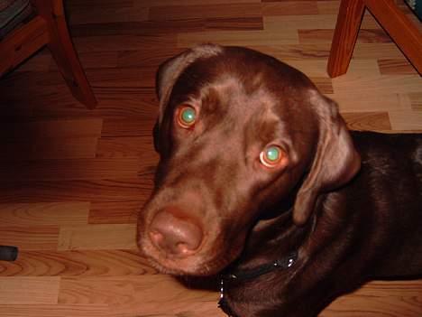 Labrador retriever Cornelius - Mmmm .. Det er så mine hundeøjne .. De giver mig altid en frolic billede 8