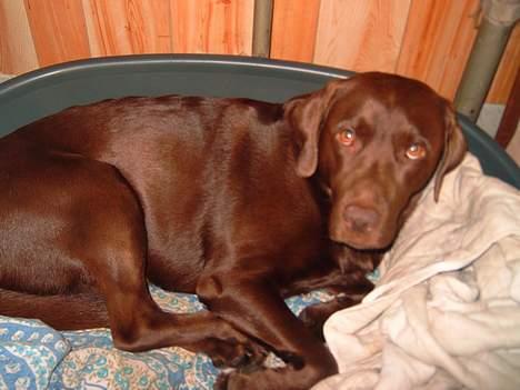 Labrador retriever Cornelius - Det er så min kurv .. Men jeg vil jo hellere ligge i Najas seng .. billede 9