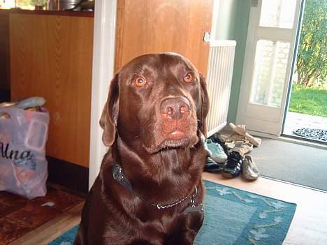 Labrador retriever Cornelius - Må jeg odt gå ud at tisse ?? billede 10