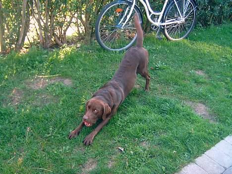 Labrador retriever Cornelius - Det var hårdt at ligge ned .. Jeg bliver altid så træt .. billede 11