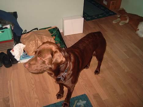 Labrador retriever Cornelius - Hva er det der går ude foran haven .. Er det er børnehave .. Ihh jeg elsker børn .. billede 12