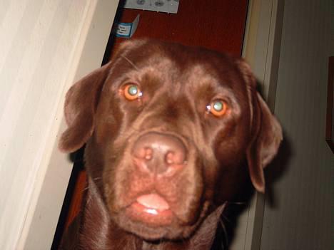 Labrador retriever Cornelius - Hej .. Ser jeg iik fjollet ud .. Det elsker jeg .. For så griner de alle af mig ..  billede 13