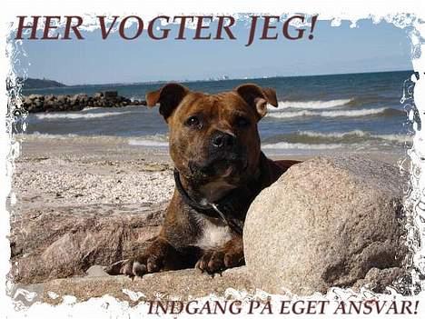 Staffordshire bull terrier Jeanty´s staff Zilla billede 14