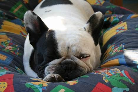 Fransk bulldog Bullmarks Selma de Struve - Selma i sin elskede sækkestol billede 9