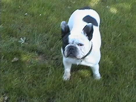 Fransk bulldog Bullmarks Selma de Struve - Selma ude i haven billede 10