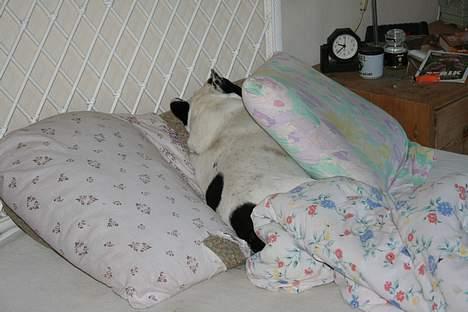 Fransk bulldog Bullmarks Selma de Struve - Selma elsker at sove i sengen billede 11