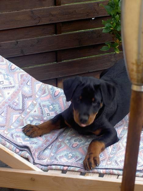 Rottweiler Basse (aflivet 18/1-07) billede 1