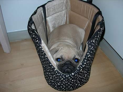 Mops Diablo - 1. stk. søvnig mops billede 13