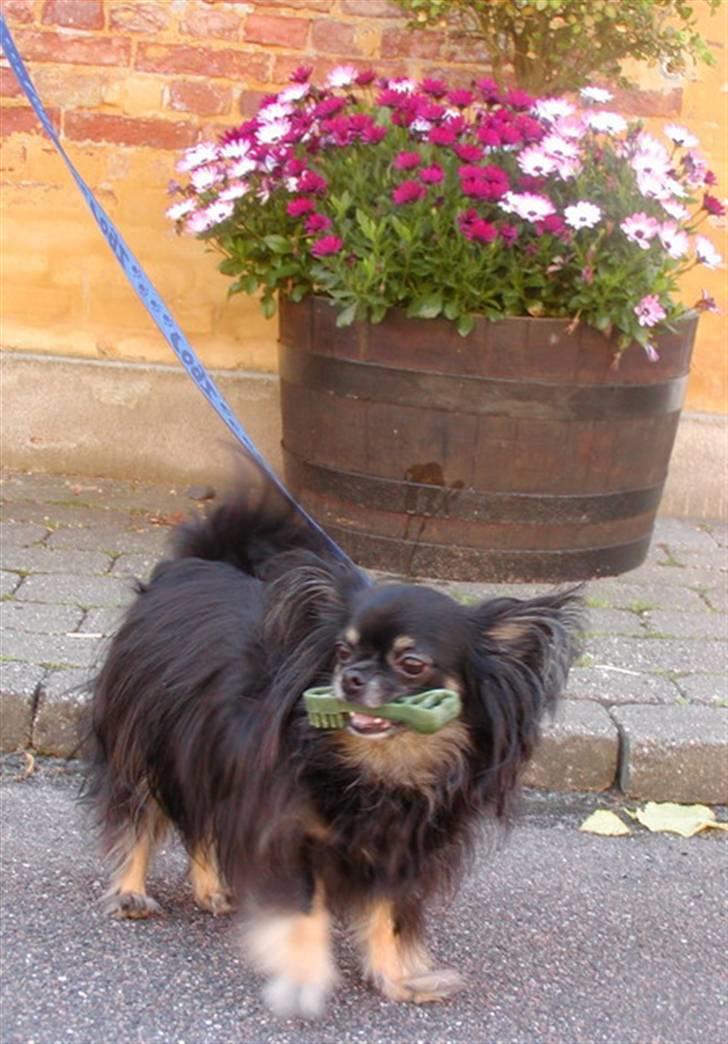 Chihuahua Pjuske   - 14. juli 2007. Husk lige tandbørsten :-) billede 1