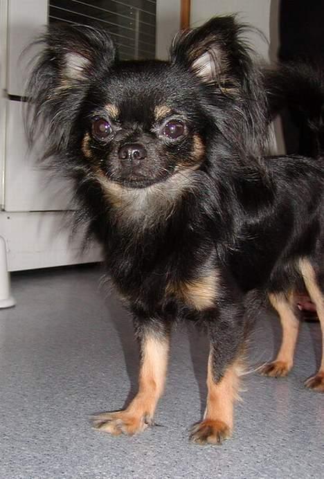 Chihuahua Pjuske   - Har kun været hos os i to dage, men faldt allerede til på dag 1. billede 2