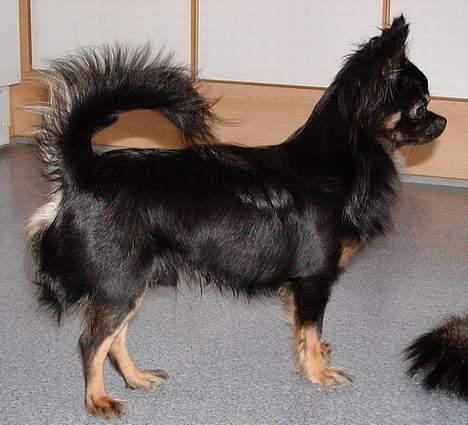 Chihuahua Pjuske   - Flot hund billede 3