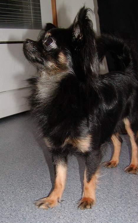 Chihuahua Pjuske   - Har du mon noget lækkert deroppe ? billede 4