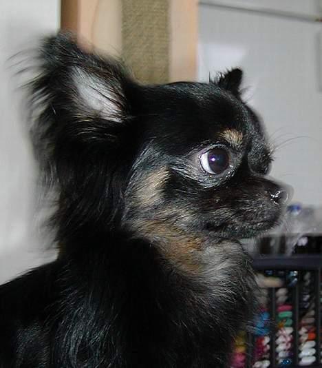 Chihuahua Pjuske   - Sød lille mand. billede 5