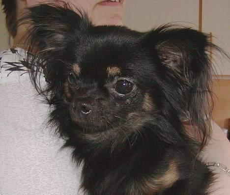 Chihuahua Pjuske   - Sidder lige hos moaaar - dag 2 hos os :-) billede 6