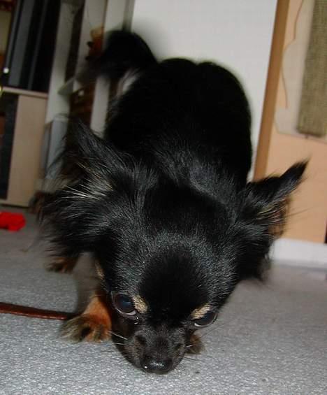 Chihuahua Pjuske   - Kan man mon ikke finde en lille krumme her ? billede 7