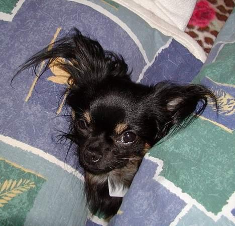 Chihuahua Pjuske   - Pjuske gider ikke stå om om morgenen - især ikke når det er mørkt, så gemmer han sig i dynerne, så vi sleeeeeeeet ikke kan finde ham....tror han :-) billede 8