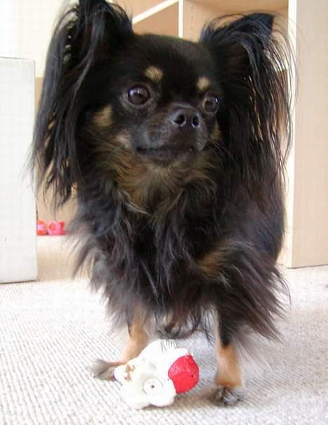 Chihuahua Pjuske   - Pjuske med hans elskede kat - det eneste legetøj, han havde fra hans tid i Sverige....men hans bedste. billede 9