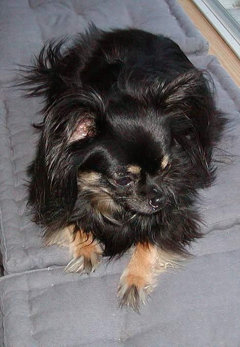 Chihuahua Pjuske   - På vinduespladsen, hvor vi boede før. billede 10