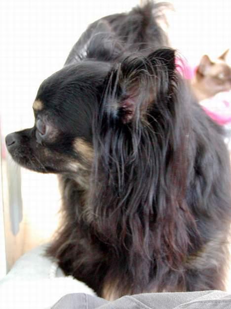 Chihuahua Pjuske   - Profil billede 11