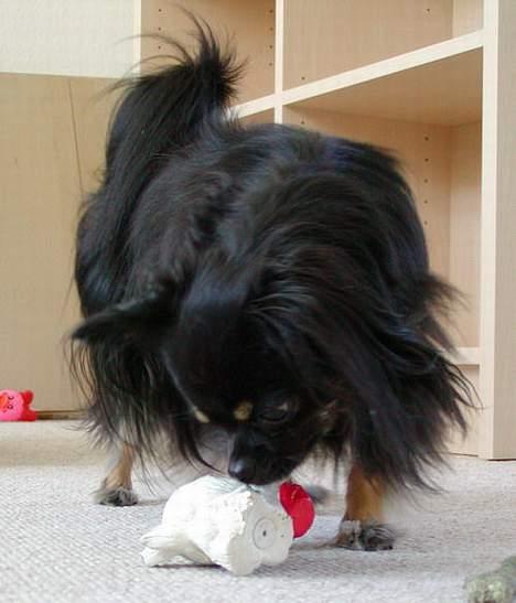 Chihuahua Pjuske   - Katten igen - kan dog godt lege med andre ting nu :-) billede 12