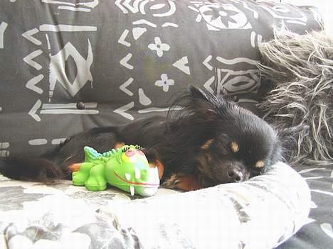 Chihuahua Pjuske   - Dejligt med en lille lur med min dille. billede 13